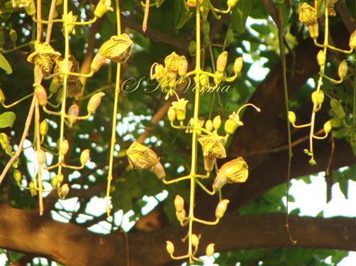 Inflorescence